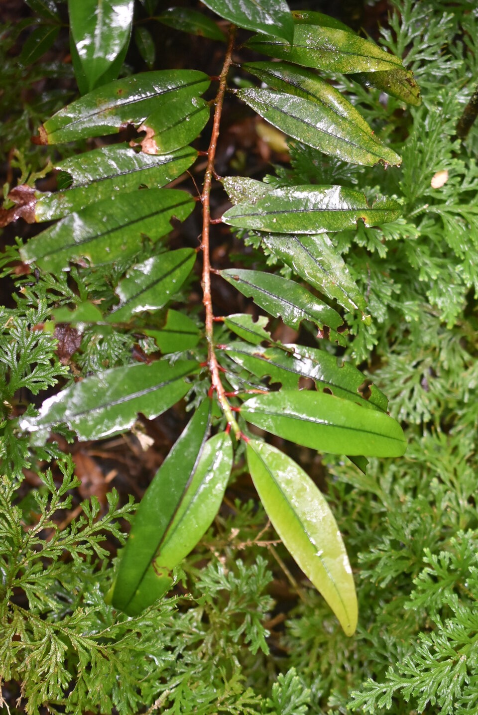 Erythroxylon laurifolium - Bois de rongue - ERYTHROXYLACEAE - Endemique Reunion - MB3_1508.jpg