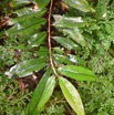 Erythroxylon laurifolium - Bois de rongue - ERYTHROXYLACEAE - Endemique Reunion - MB3_1508.jpg