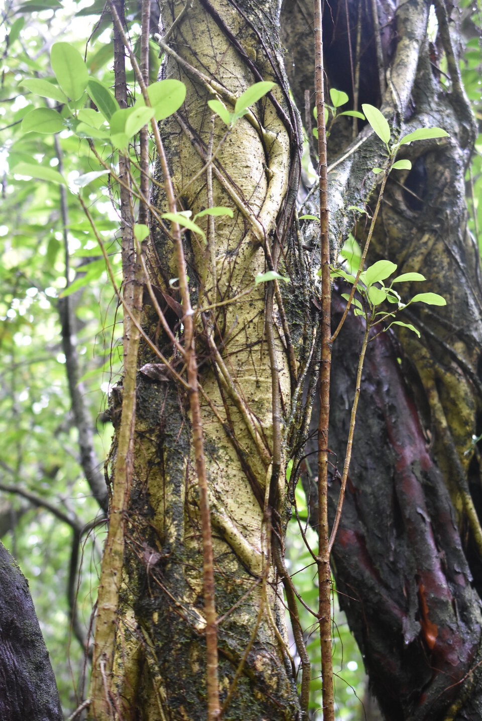 Ficus reflexa - Affouche batard - MORACEAE - Indigene Reunion - MB3_1497.jpg