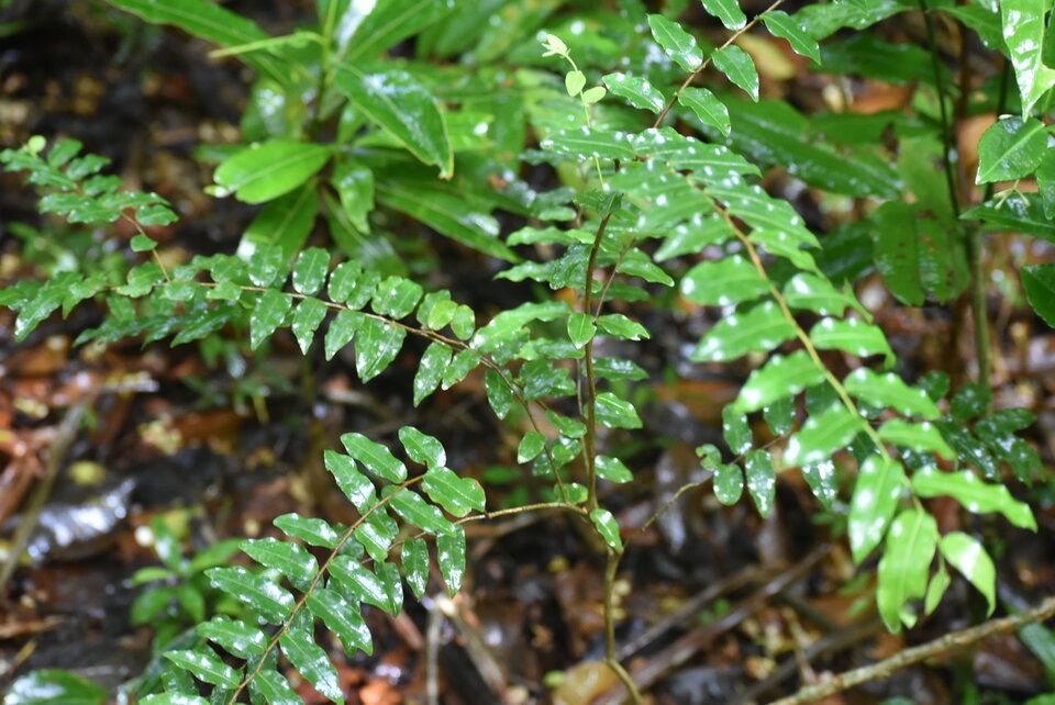 Grangeria borbonica - Bois de punaise - CHRYSABALANACEAE - Endemique Reunion Maurice - MB3_1526.jpg