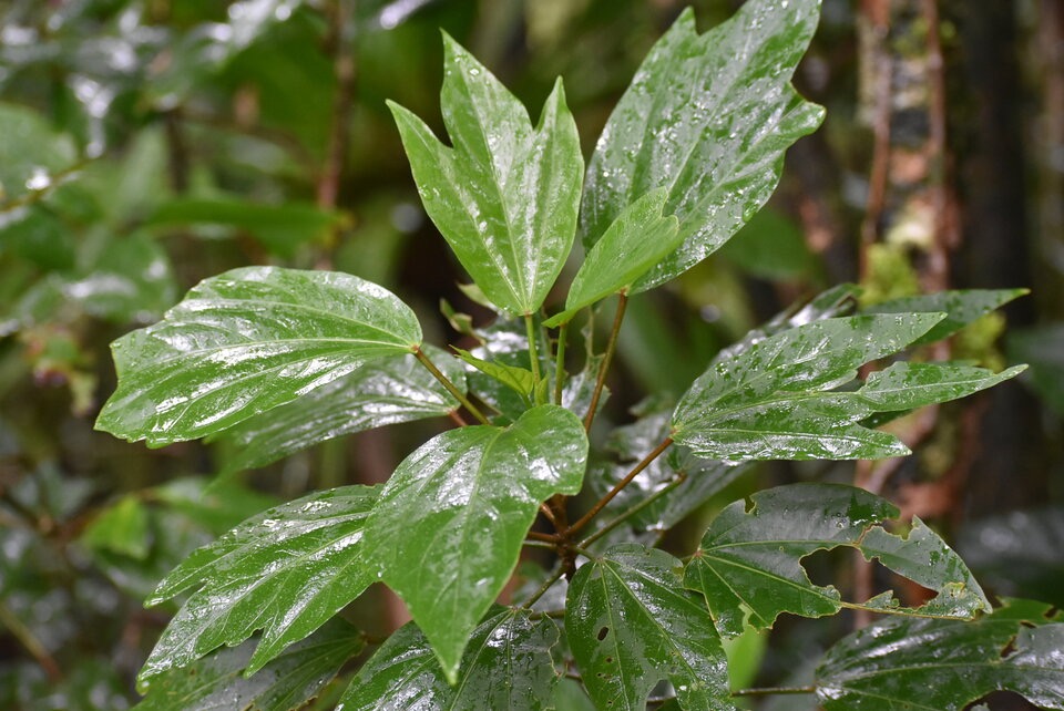 Hibiscus boryanus - Foulesapate - MALVACEAE - Endemique Reunion Maurice - MB3_1513.jpg