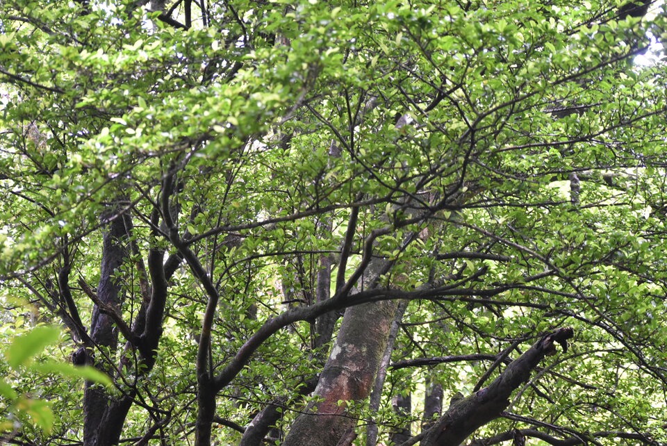 Myonima obovata - Bois de prune rat - RUBIACEAE - Endemique Reunion Maurice - MB3_1525.jpg