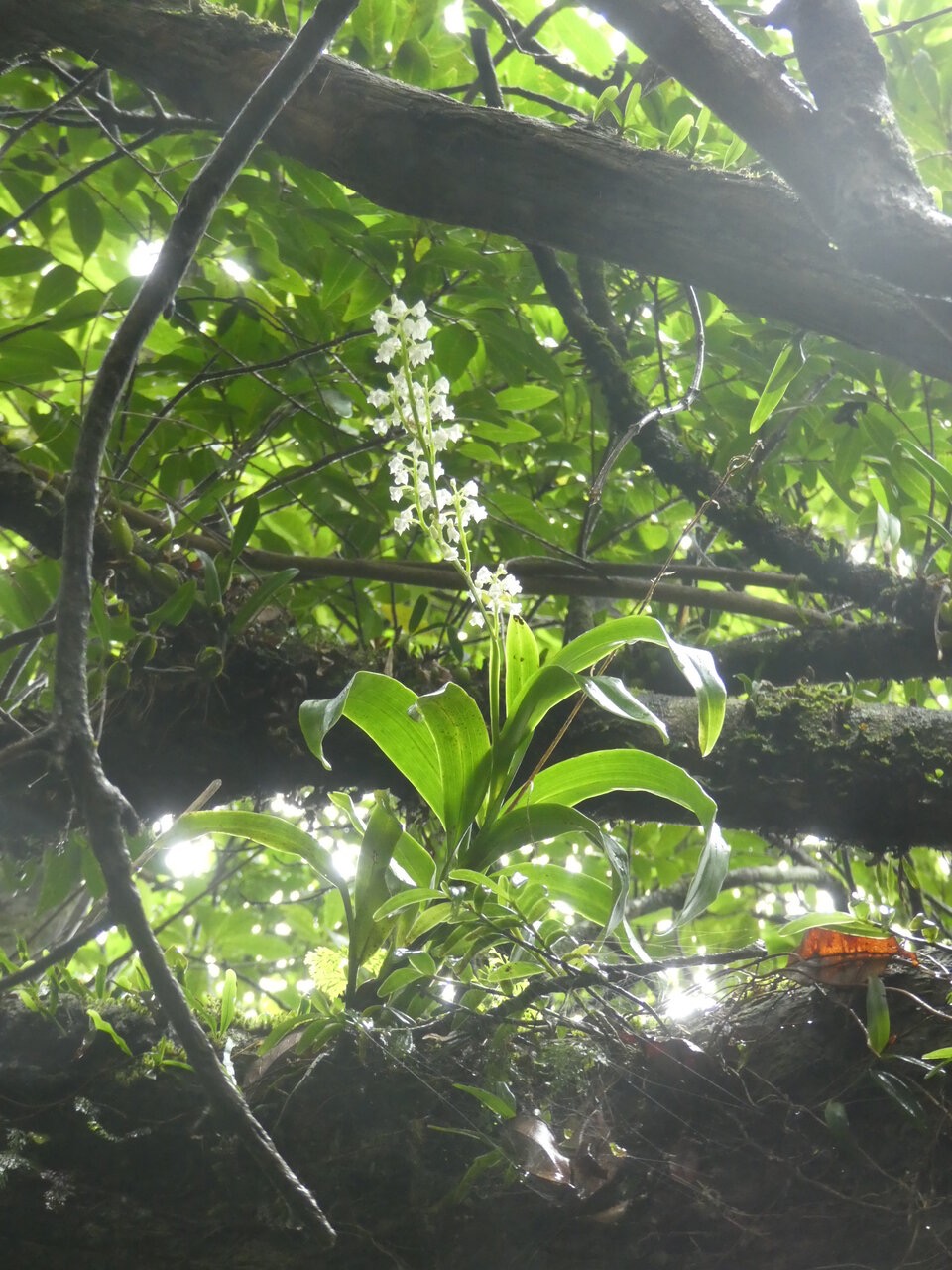 Polystachya concreta - EPIDENDROIDEAE - Indigene Reunion - P1060018.jpg