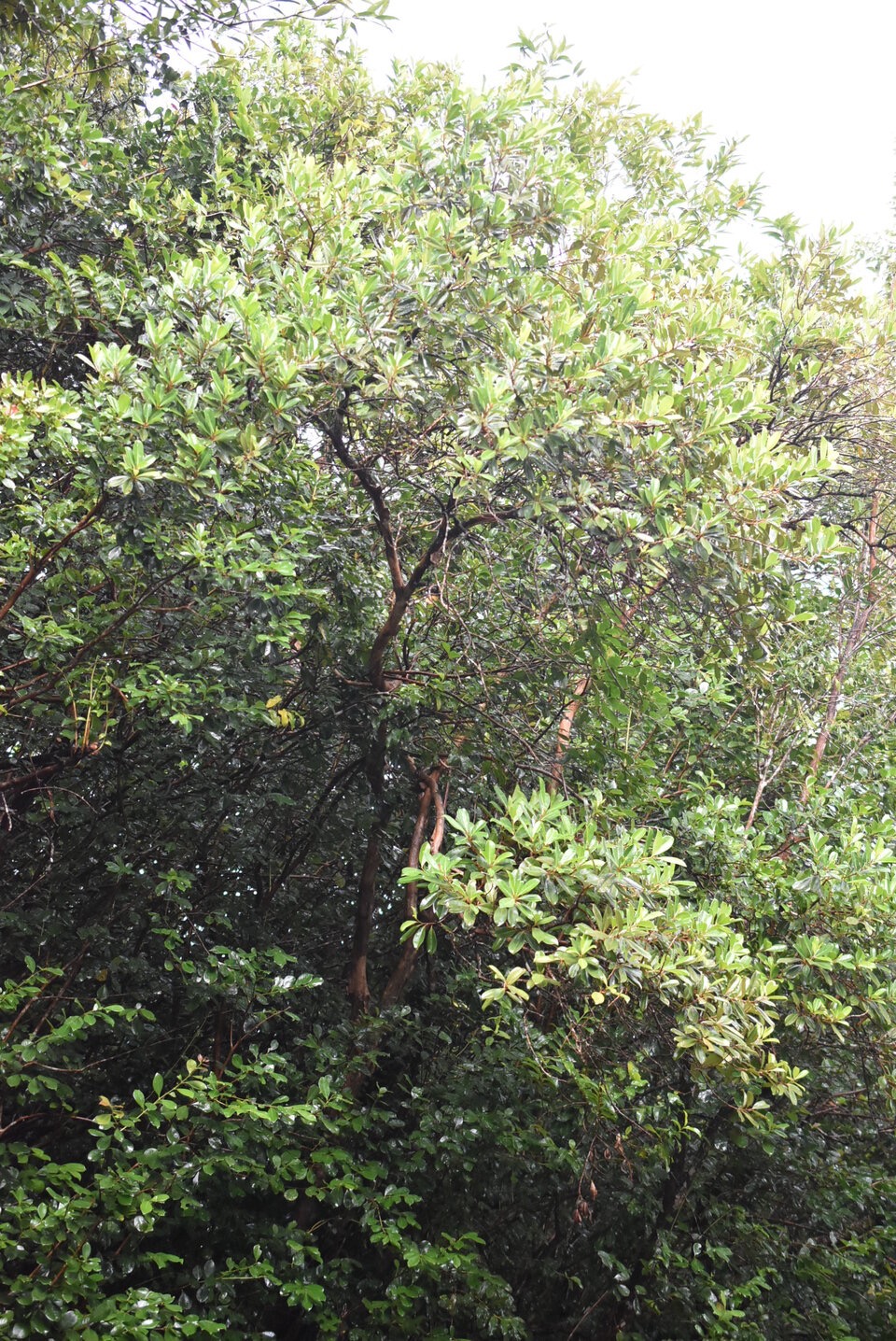 Psiloxylon mauritianum - Bois de peche marron - MYRTACEAE - Endemique Reunion Maurice - MB3_1468.jpg