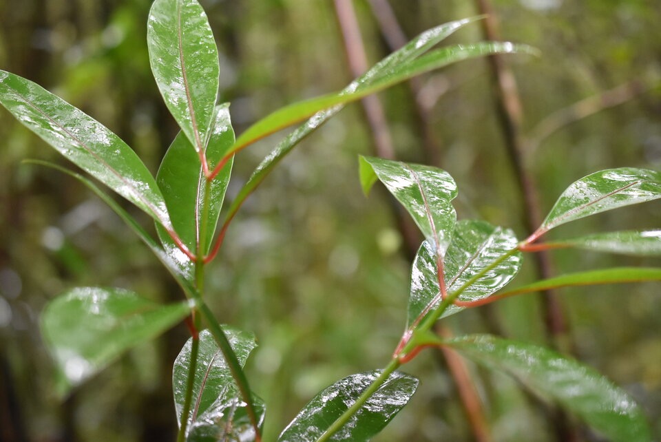 Tambourissa elliptica - Bois de tambour - MONIMIACEAE - Endemique Reunion - MB3_1485.jpg