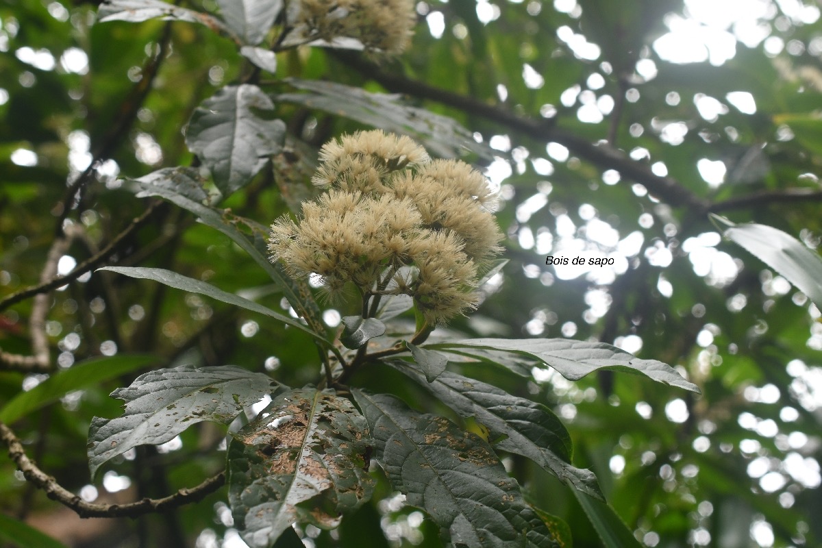 Vernonia fimbrillifera Bois de sapo Asteraceae Endémique La Réunion   8019.jpeg