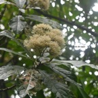 Vernonia fimbrillifera Bois de sapo Asteraceae Endémique La Réunion   8019.jpeg