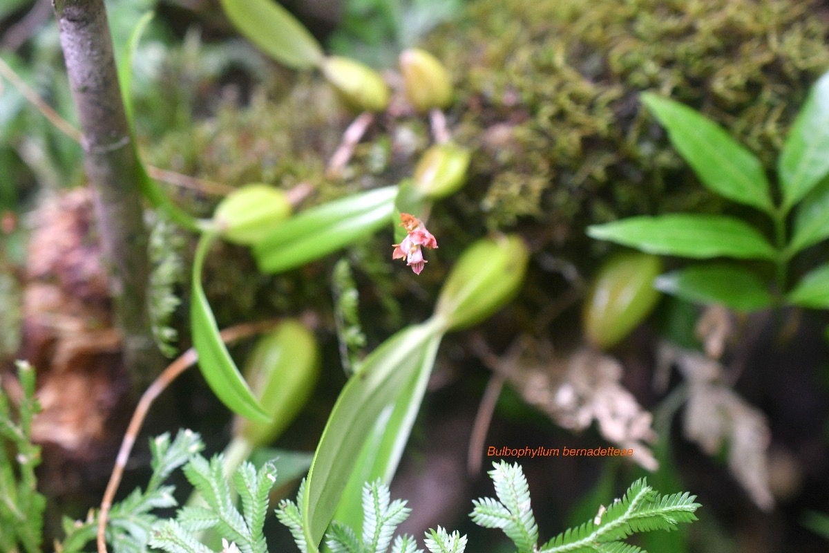 Bulbophyllum bernadetteae Orchidace ae Endémique La Réunion 8016.jpeg