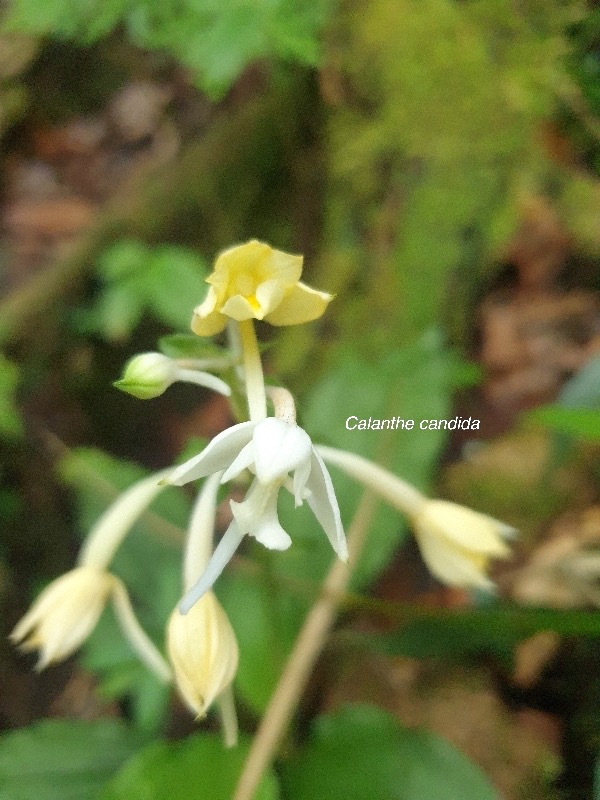 Calanthe candida Orchidaceae Ende? mique La Réunion, Maurice 24.jpeg