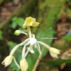 Calanthe candida Orchidaceae Ende? mique La Réunion, Maurice 24.jpeg