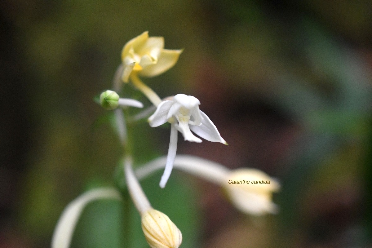 Calanthe candida Orchidaceae Ende?m ique la Réunion, Maurice 8000.jpeg