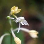 Calanthe candida Orchidaceae Ende?m ique la Réunion, Maurice 8000.jpeg