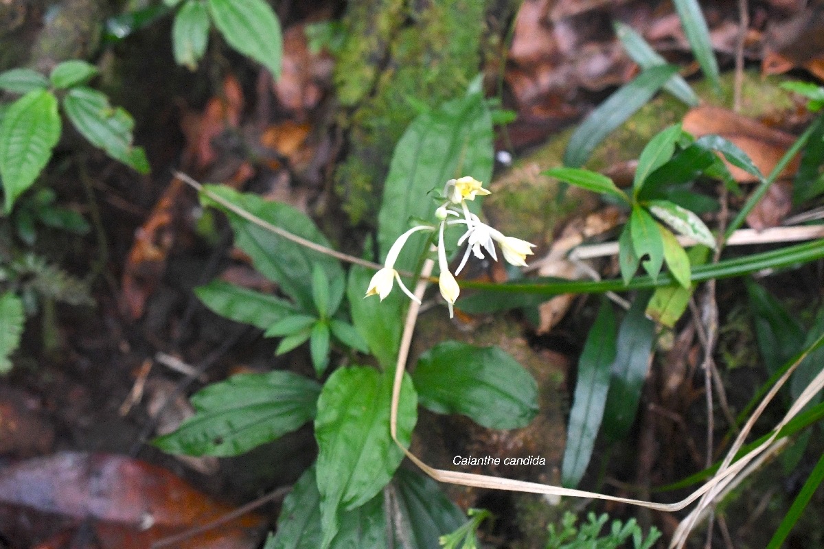 Calanthe candida Orchidaceae Ende?m ique la Réunion, Maurice 8002.jpeg