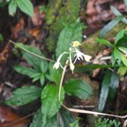 Calanthe candida Orchidaceae Ende?m ique la Réunion, Maurice 8002.jpeg