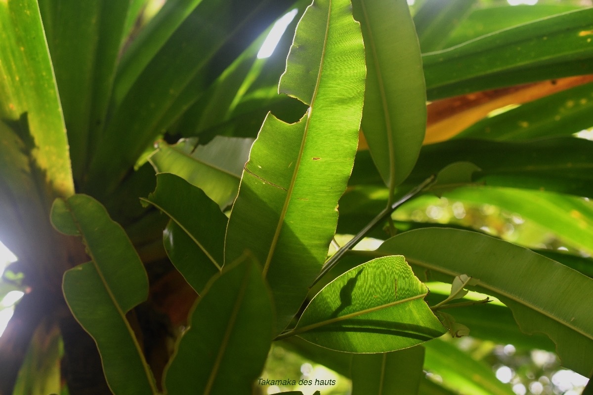 Calophyllum tacamahaca Takamaka des hauts Clusi aceae Endémique La Réunion, Maurice 7957.jpeg