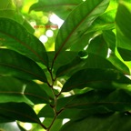 Casearia coriacea Bois de cabri rouge Salicac eae Endémique La Réunion, Maurice  7929.jpeg