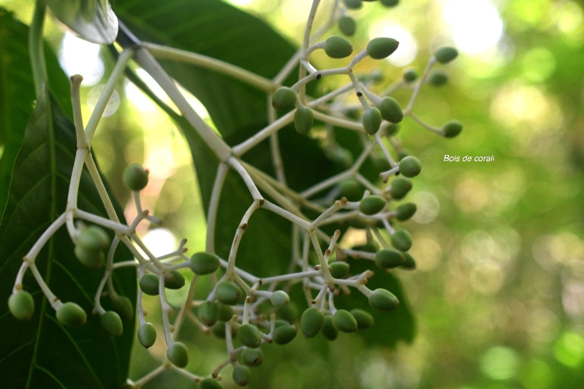 Chassalia corallioides Bois de corail Ru biaceae Endémique La Réunion 7923.jpeg