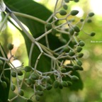 Chassalia corallioides Bois de corail Ru biaceae Endémique La Réunion 7923.jpeg