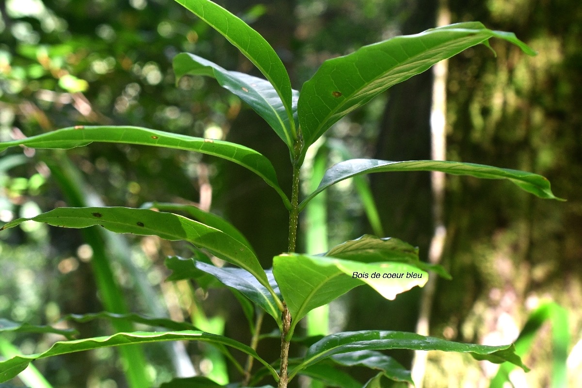 Chionanthus broomeana Bois de coeur bleu Olea ceae Indigène La Réunion, Maurice 7939.jpeg