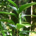 Chionanthus broomeana Bois de coeur bleu Olea ceae Indigène La Réunion, Maurice 7939.jpeg