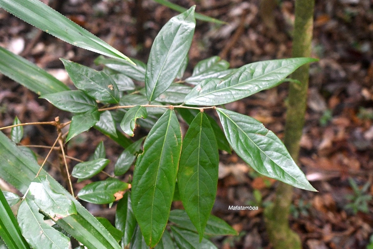 Cnestis glabra Mafatamboa Connarac eae Indigène La Réunion 7961.jpeg