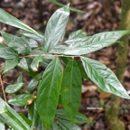 Cnestis glabra Mafatamboa Connarac eae Indigène La Réunion 7961.jpeg