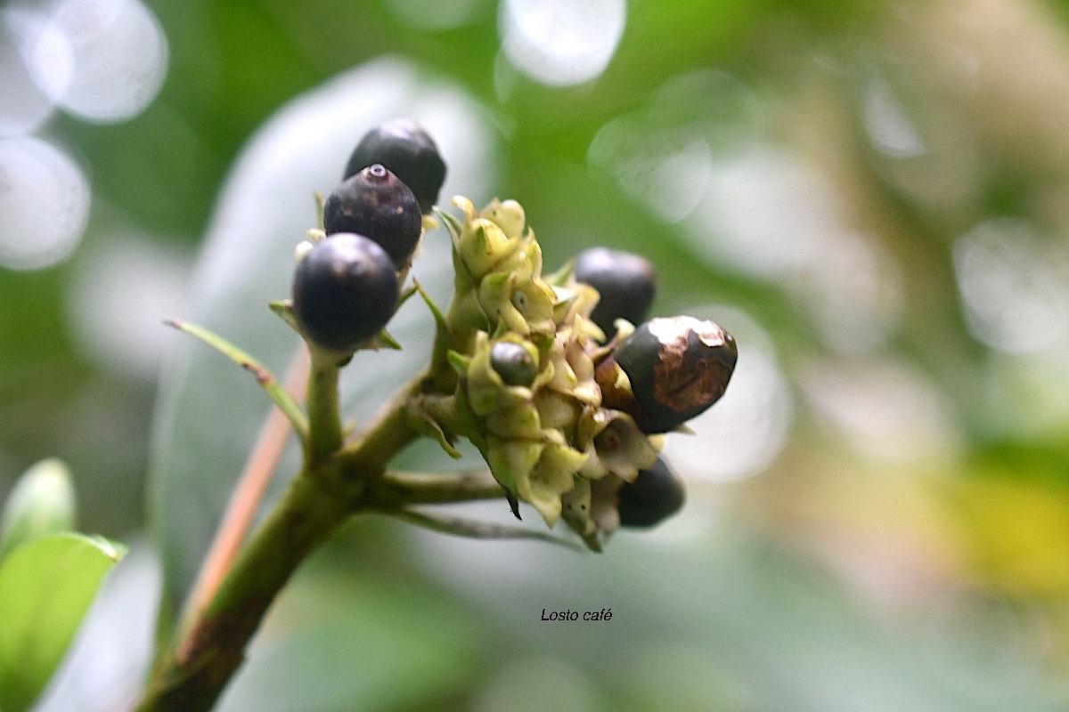 Gaertnera vaginata Losto cafe? Rubia ceae Endémique La Réunion 8021.jpeg