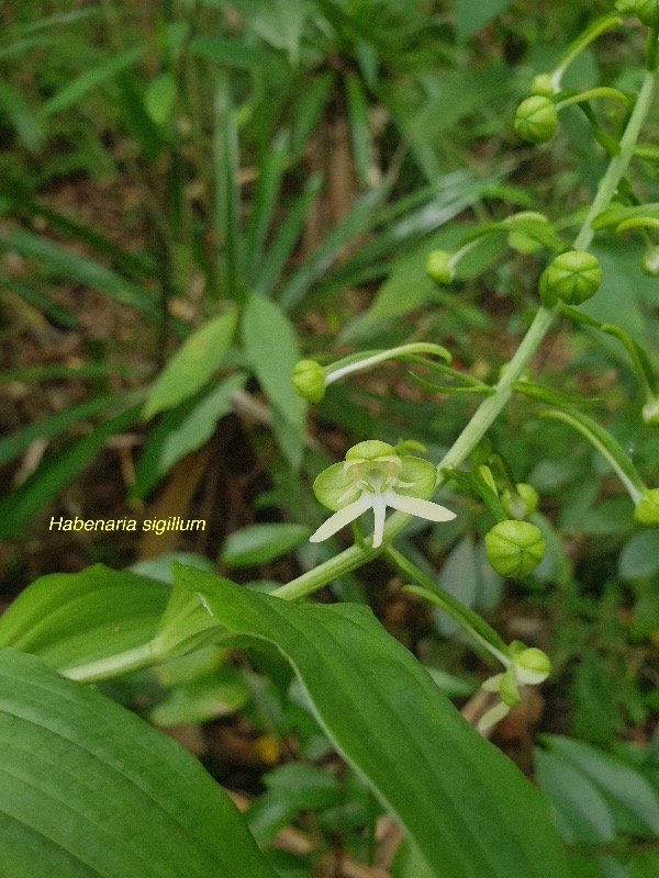 Habenaria sigillum Orchidaceae Ende ́mique La Réunion, Maurice 39.jpeg