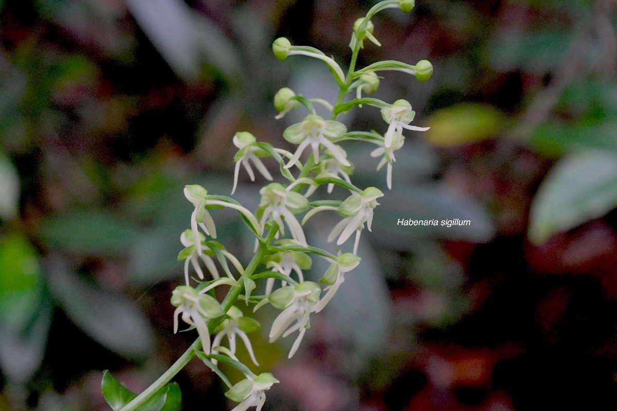 Habenaria sigillum Orchidaceae Ende? mique La Réunion, Maurice 7991.jpeg