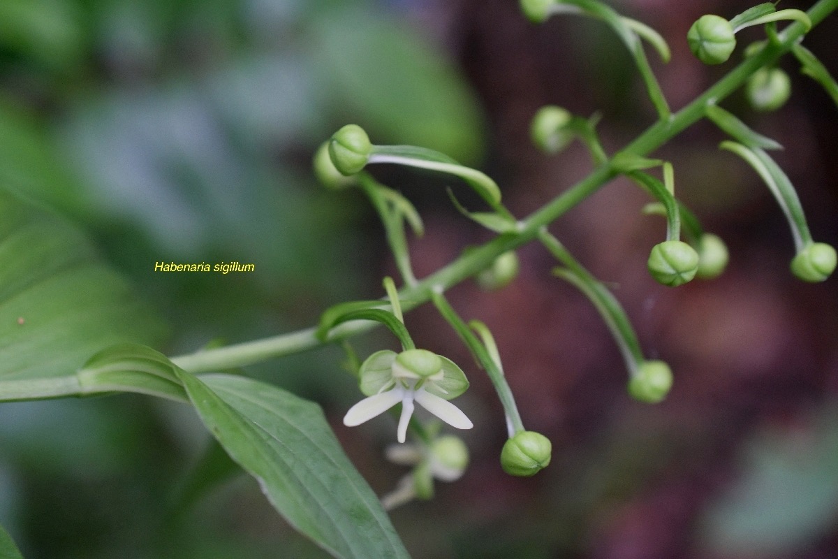 Habenaria sigillum Orchidaceae Endémique La Réunion, Maurice 7990.jpeg