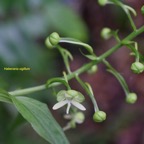 Habenaria sigillum Orchidaceae Endémique La Réunion, Maurice 7990.jpeg