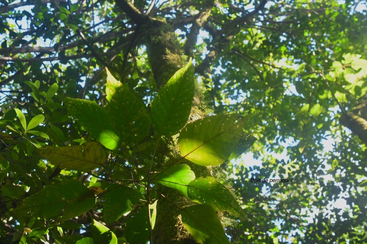 Hancea integrifolia Bois de perroquet Euphorbi aceae Endémique la Réunion, Maurice 7899.jpeg