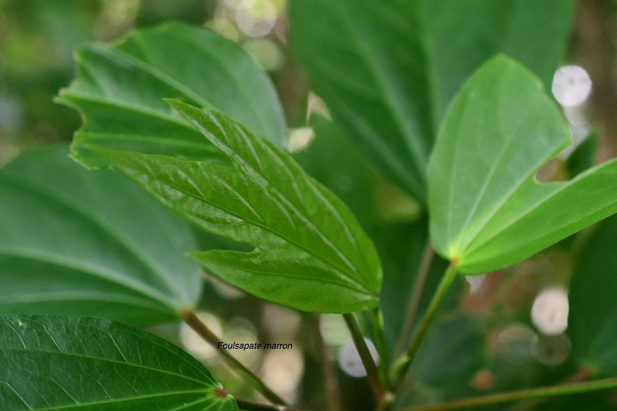 Hibiscus boryanus Foulsapate marron Malvace ae Endémique La Réunion, Maurice 7925.jpeg