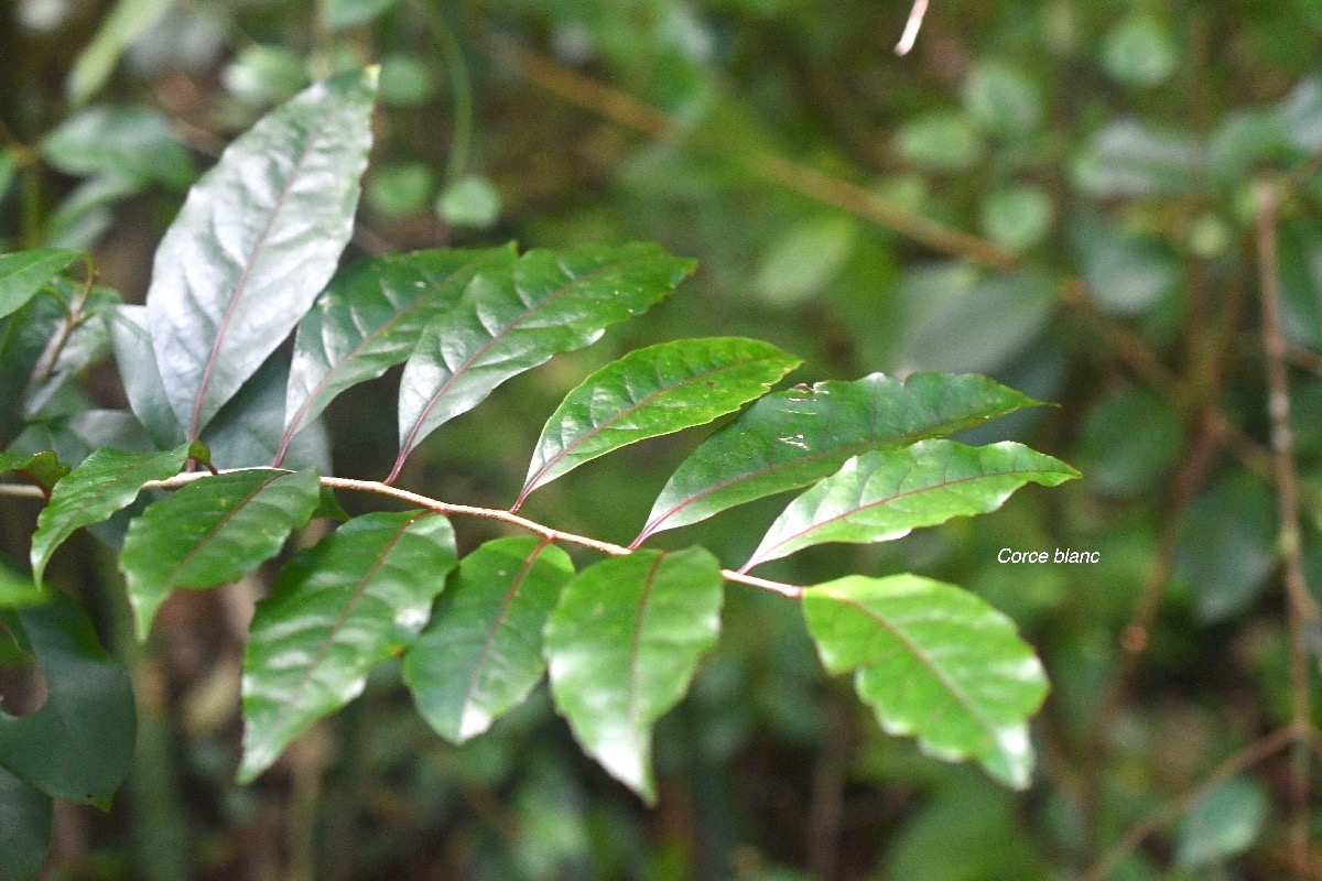 Homalium paniculatum Corce blanc Salicacea e Endémique La Réunion, Maurice 7896.jpeg