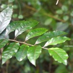 Homalium paniculatum Corce blanc Salicacea e Endémique La Réunion, Maurice 7896.jpeg