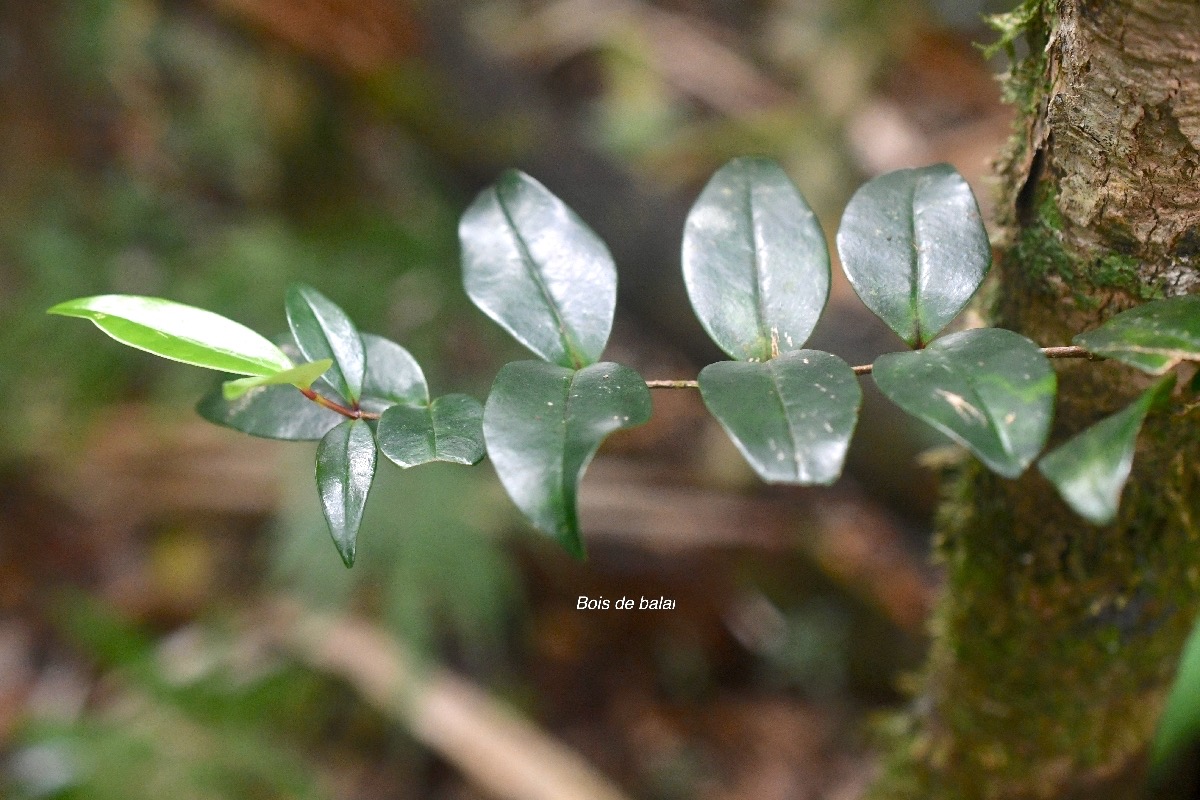 Memecylon confusum Bois de balai Melastomataceae Endémique La Réunion 7962.jpeg