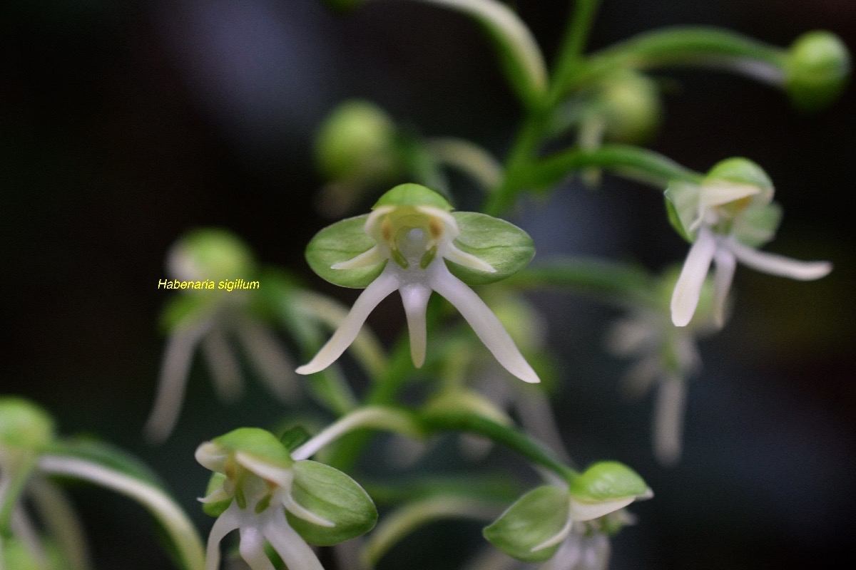 habenaria sigillum Orchidaceae Ende? mique La Réunion, Maurice 7994.jpeg