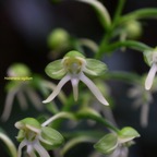 habenaria sigillum Orchidaceae Ende? mique La Réunion, Maurice 7994.jpeg