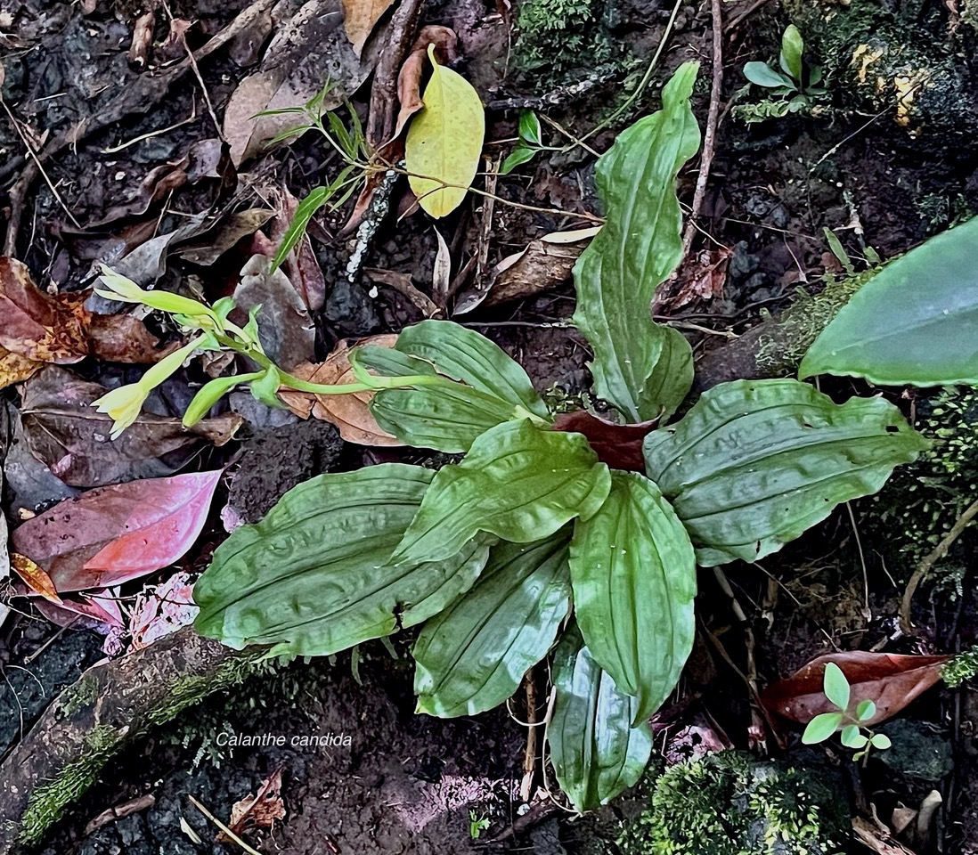 Calanthe candida.orchidaceae.endémique Réunion Maurice. (1).jpeg