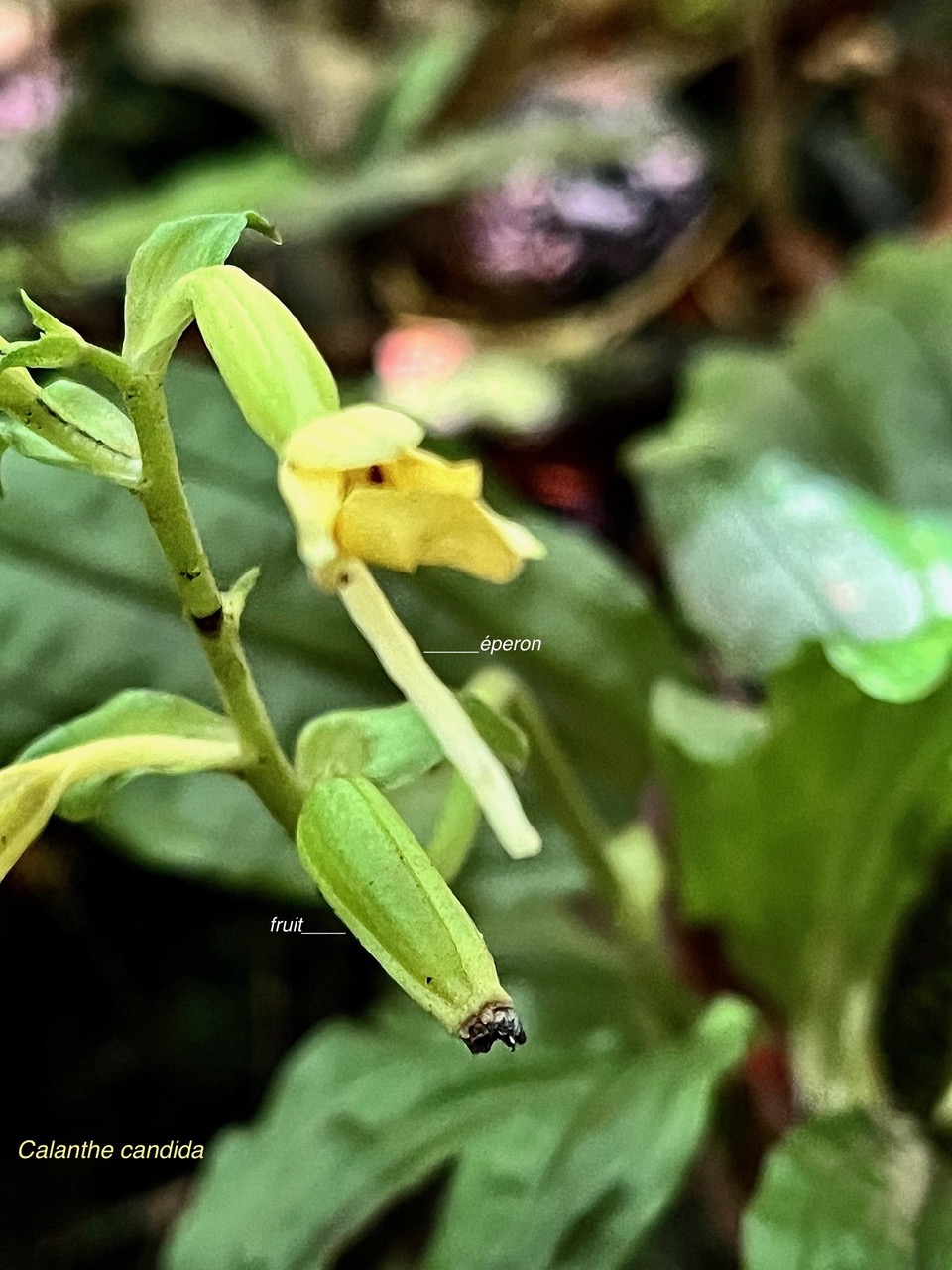 Calanthe candida.orchidaceae.endémique Réunion Maurice. (2).jpeg