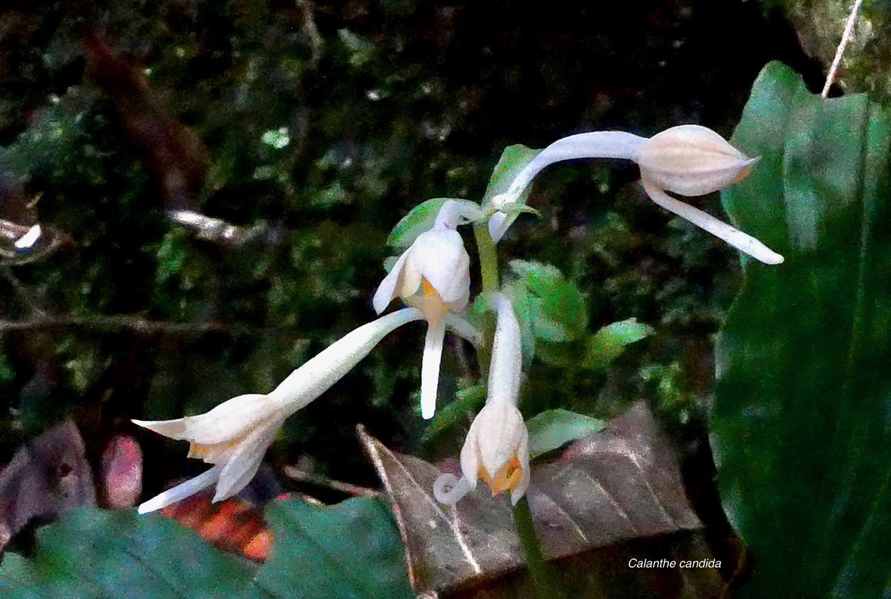 Calanthe candida.orchidaceae.endémique Réunion Maurice. (3).jpeg