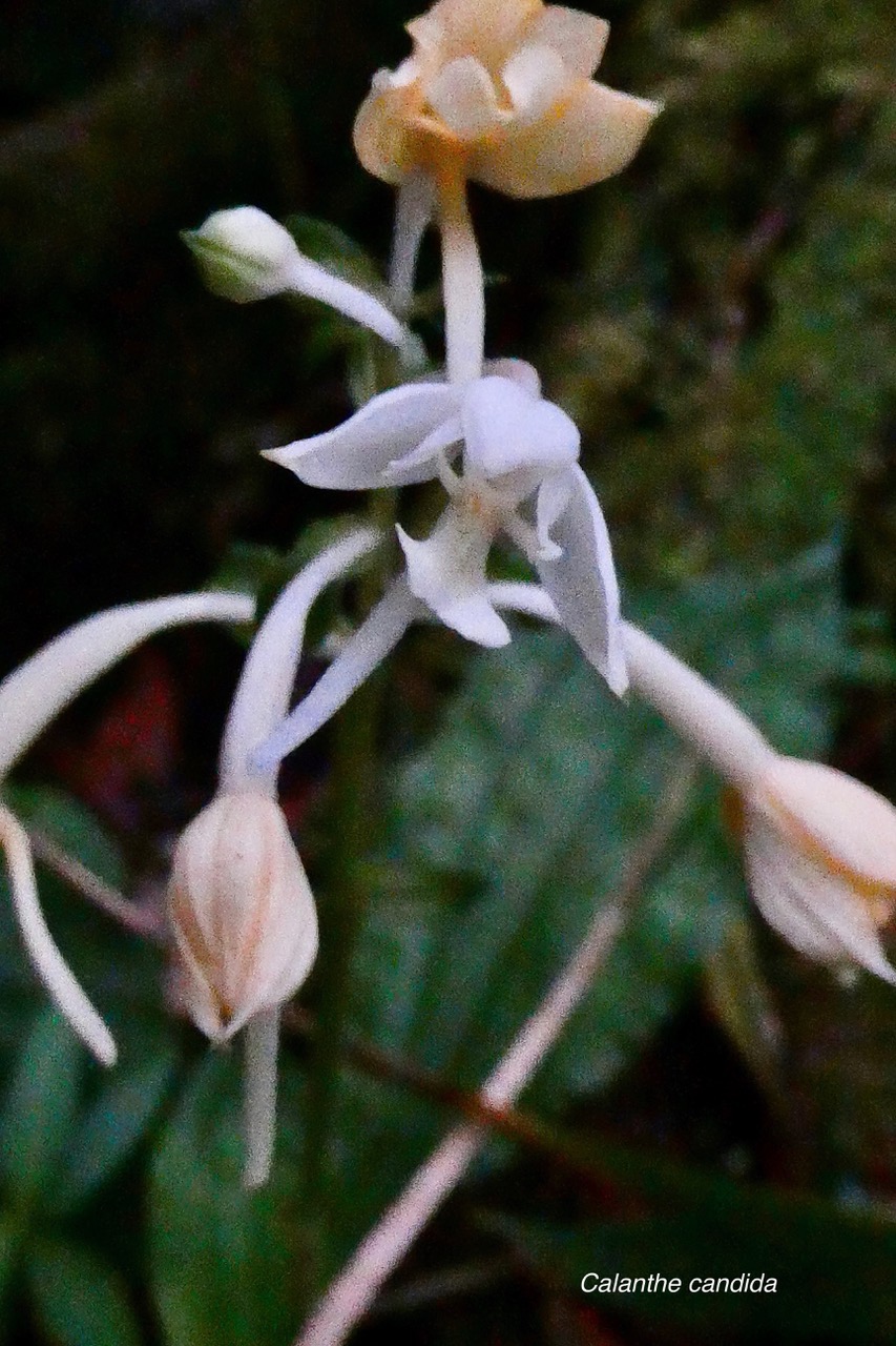 Calanthe candida.orchidaceae.endémique Réunion Maurice..jpeg