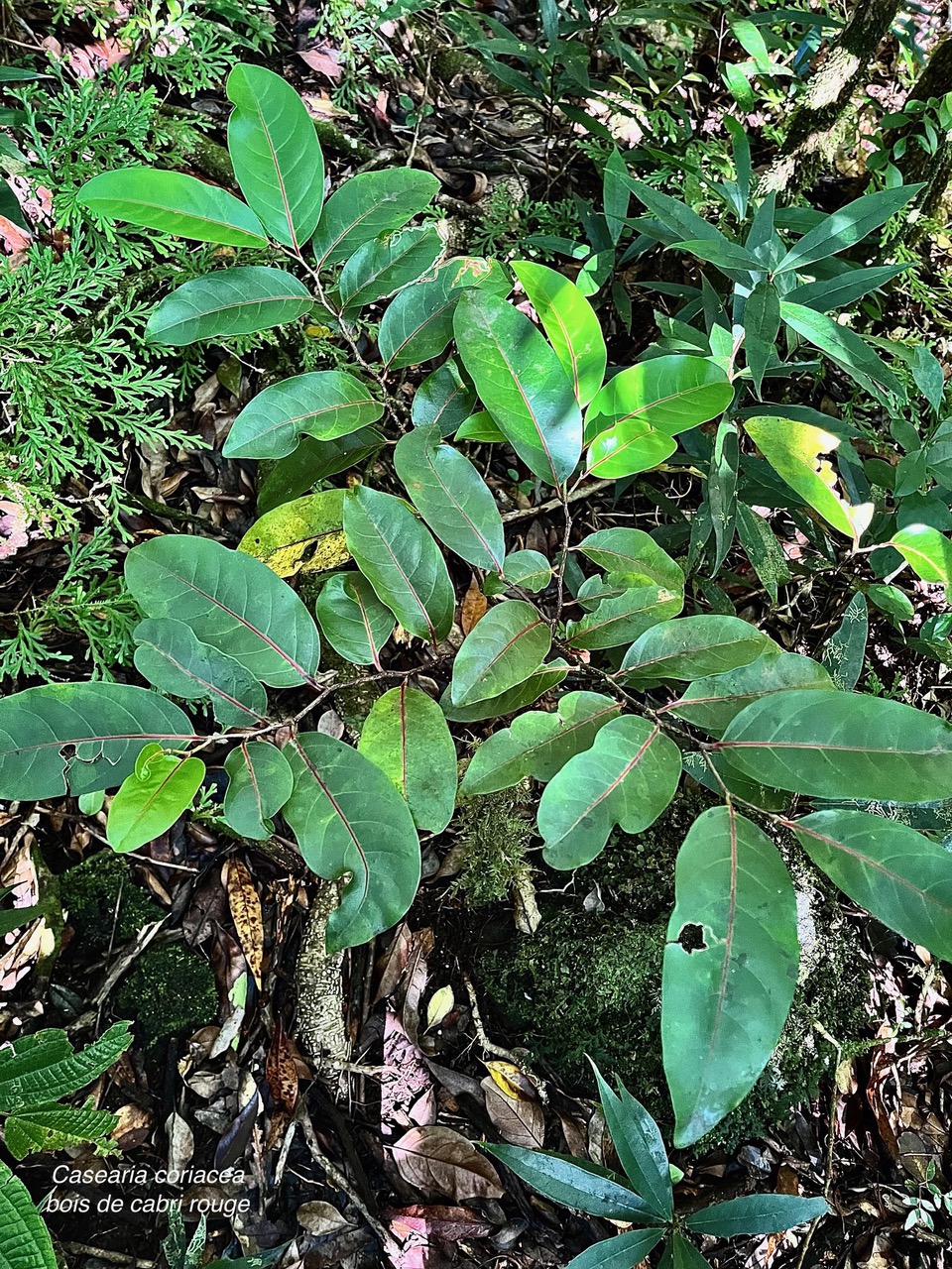 Casearia coriacea .bois de cabri rouge.salicaceae.endémique Réunion Maurice..jpeg