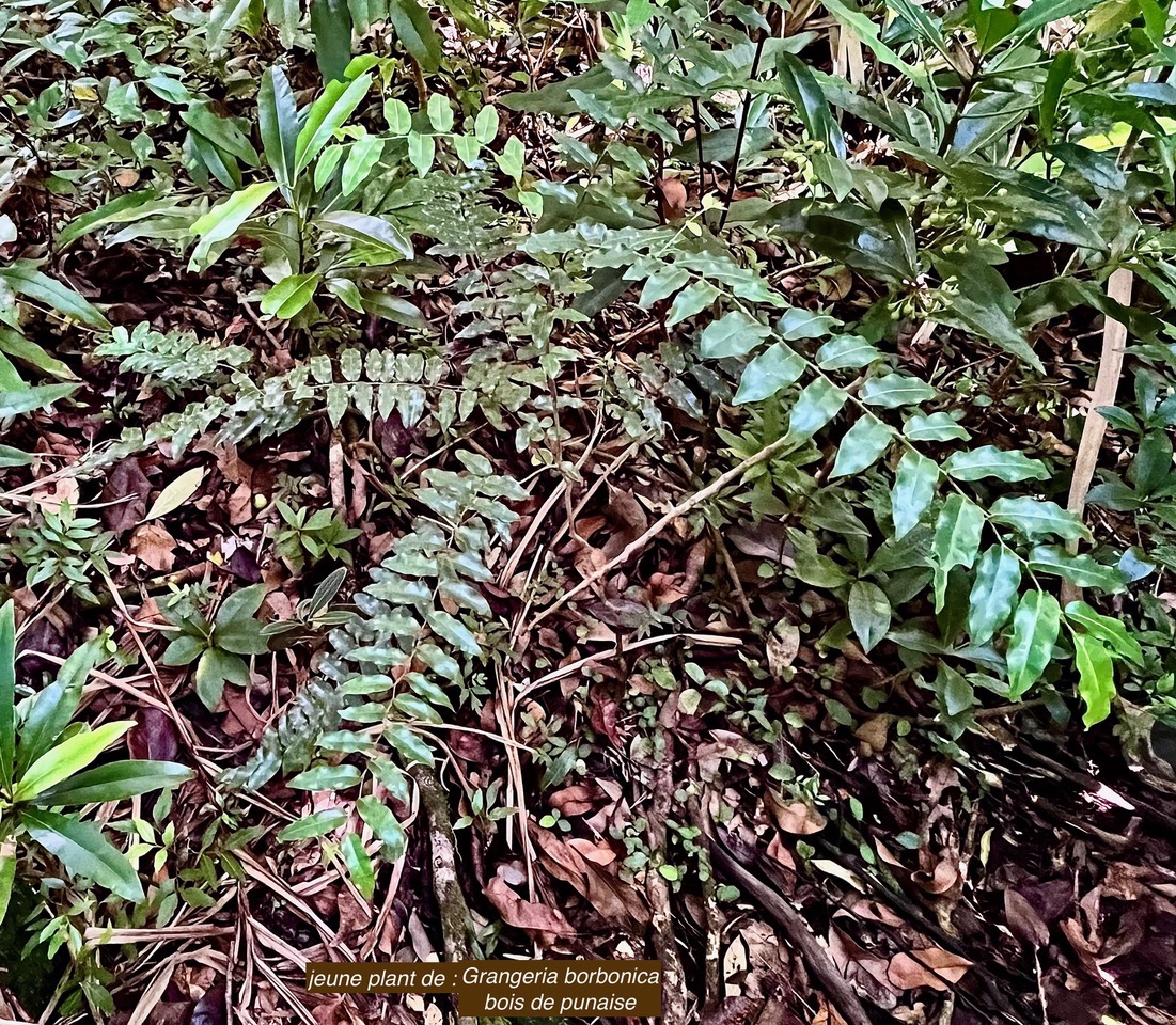 Grangeria borbonica.bois de punaise.chrysobalanaceae.endémique Réunion Maurice ., (1).jpeg