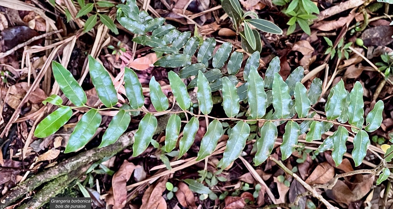 Grangeria borbonica.bois de punaise.chrysobalanaceae.endémique Réunion Maurice .,.jpeg