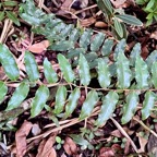 Grangeria borbonica.bois de punaise.chrysobalanaceae.endémique Réunion Maurice .,.jpeg