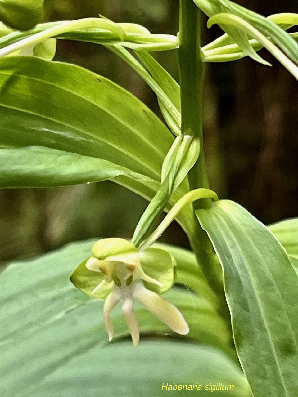 Habenaria sigillum Thouars.orchidaceae.endémique Réunion Maurice. (2).jpeg