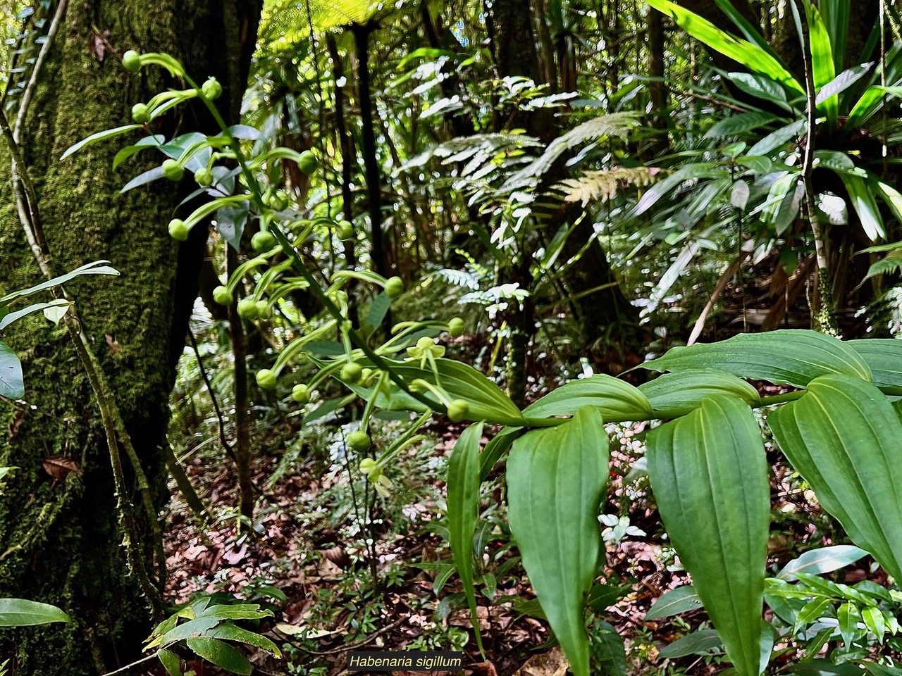 Habenaria sigillum Thouars.orchidaceae.endémique Réunion Maurice. (3).jpeg