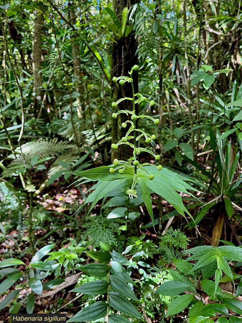 Habenaria sigillum Thouars.orchidaceae.endémique Réunion Maurice. (4).jpeg