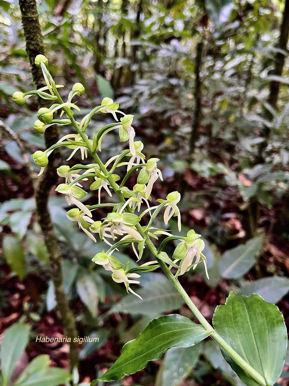 Habenaria sigillum.( inflorescence ) Thouars.orchidaceae.endémique Réunion Maurice..jpeg